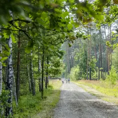 Lasy Janowskie trasy rowerowe: odkryj najpiękniejsze szlaki i atrakcje