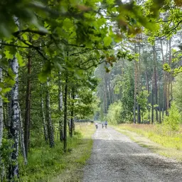 Lasy Janowskie trasy rowerowe: odkryj najpiękniejsze szlaki i atrakcje